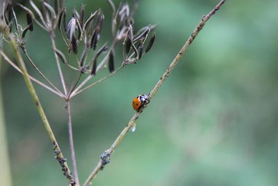 Close-up of ladybug on plant