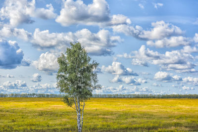 Scenic view of field against sky