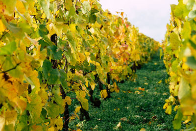 Close-up of grapes in vineyard