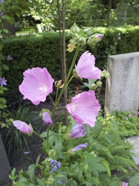 Close-up of purple flowers