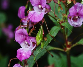 Close-up of raindrops on pink flowers blooming outdoors