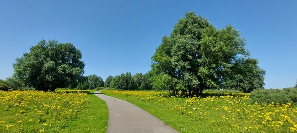 Road amidst plants and trees on field against sky
