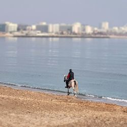 Dog running on beach