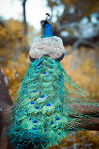 Close-up of peacock