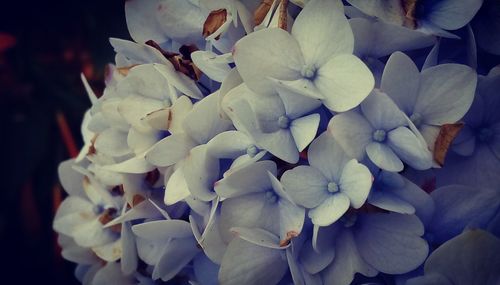 Close-up of flowers