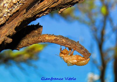 Low angle view of rusty tree against blue sky