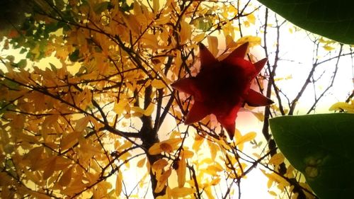 Low angle view of tree