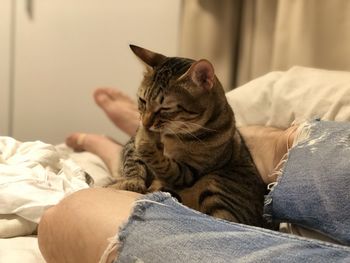 Cat relaxing on bed