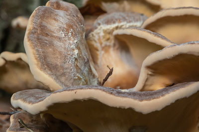 Close-up of mushrooms