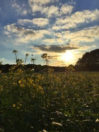 Scenic view of field against sky at sunset