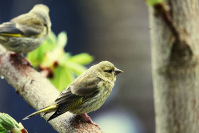 Close-up of green finch perching on tree