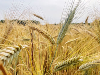 Close-up of wheat growing on field