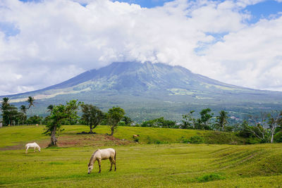 Sheep grazing in pasture