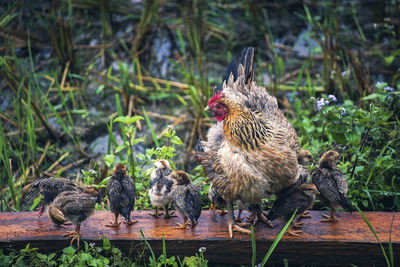 Flock of birds on wood