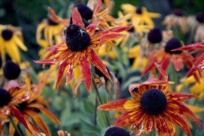 Close-up of fresh orange flower in park