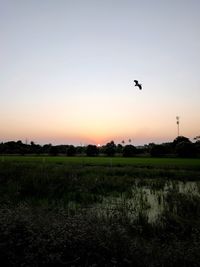 Bird flying over field