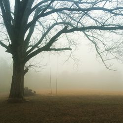 Trees on field against sky during foggy weather