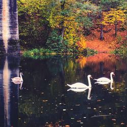 Reflection of trees in water