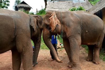 View of elephant