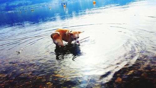 High angle view of dog drinking water