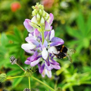 Close-up of bee on purple flower