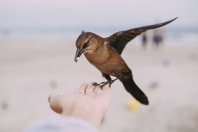 Close-up of man feeding bird at beach