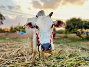 Close-up of cow on field