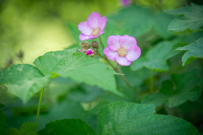 Close-up of pink flowering plant