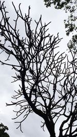 Low angle view of bare tree against sky