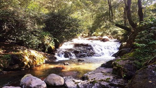 Trees growing by river in forest