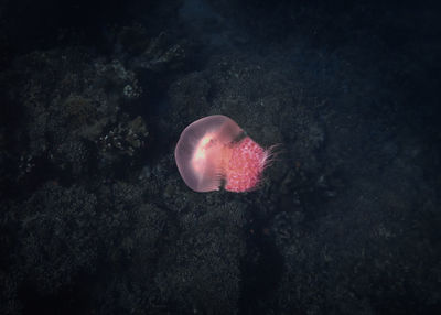 Close-up of jellyfish swimming in sea