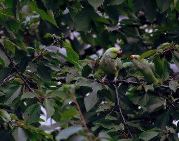 Close-up of bird perching on tree