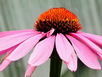 Close-up of pink flower