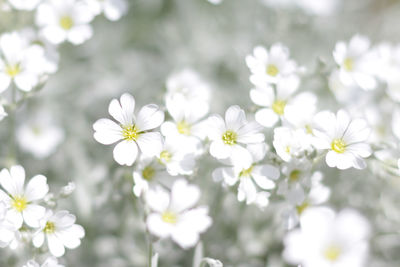 Close-up of white flowers