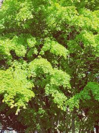 Full frame shot of trees in forest