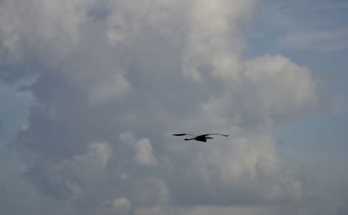 Low angle view of bird flying in sky