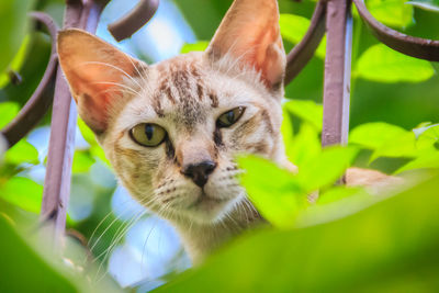 Close-up portrait of a cat