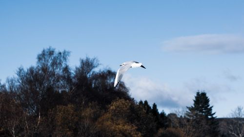 Low angle view of bird flying in sky