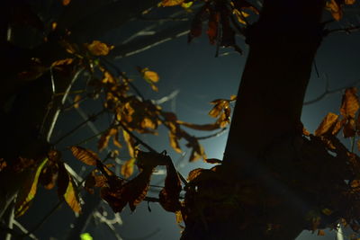 Low angle view of leaves against trees