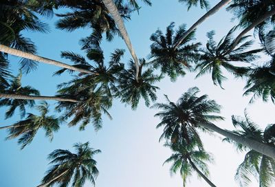 Low angle view of palm tree against blue sky