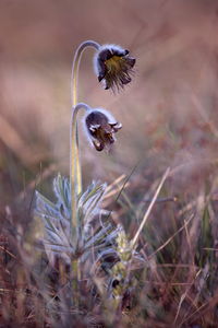 Close-up of insect on flower