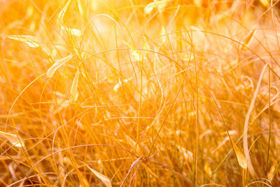 Full frame shot of grass in field