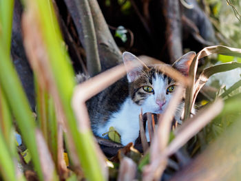 Portrait of cat sitting on field