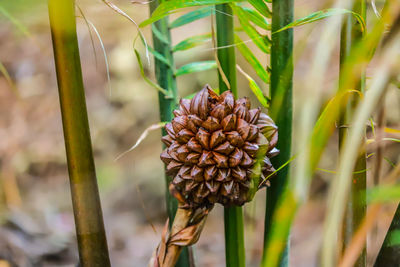 Close-up of flowering plants on field