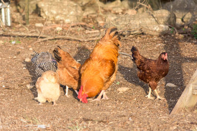 Herd of birds on field
