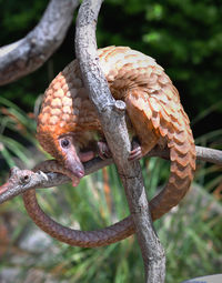 Close-up of bird perching on tree