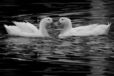 Close-up of ducks swimming in lake