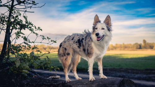 Dog running on field