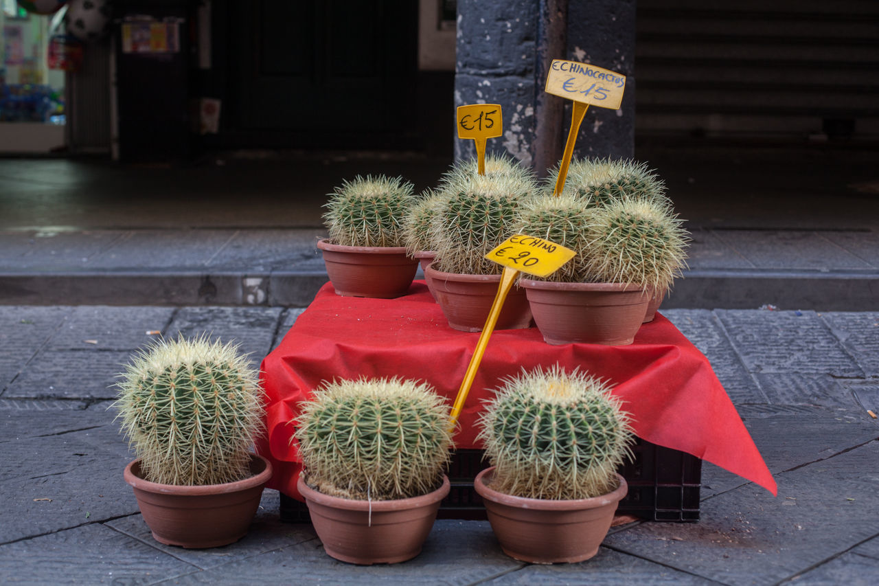 Echinocactus