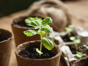 Basil seedlings in biodegradable pots on wooden table. baby plants sowing in small pots. spring seas